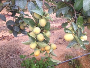 Persimmons crops