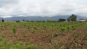 Persimmons' irrigation