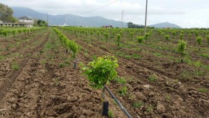 Persimmons' irrigation