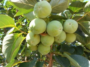 August kaki tipo persimmons